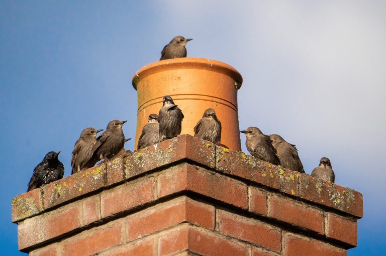 Birds on Chimney